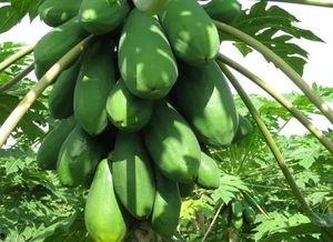 吃瓜最配的音乐,探寻与吃瓜最搭的音乐风情