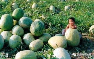 二壮吃瓜,揭秘娱乐圈幕后故事