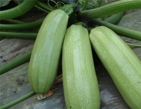 吃泥瓜有什么好处,揭秘吃泥瓜的五大益处