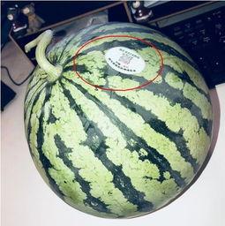 临沧网红吃瓜,揭秘网络红人的幕后故事