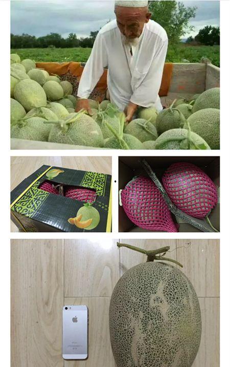 哈密吃哈密瓜下联,探寻新疆风情