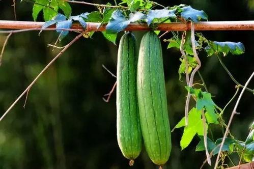 夏天吃三瓜好吗,清凉一夏,健康养生