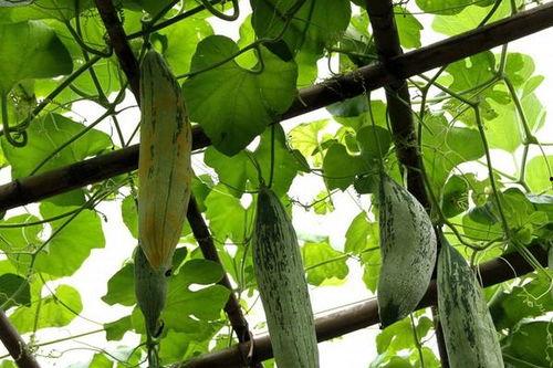 怀孕可以吃鼠瓜,鼠瓜助力母婴健康