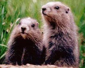 地鼠吃瓜卡住牙齿视频