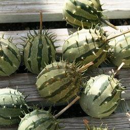 流星锤瓜怎么吃,解锁美味新体验