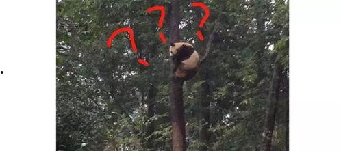 成都爬树吃瓜事件,网友热议“瓜王”挑战极限