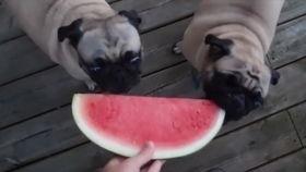 狗狗可以吃清瓜吗怎么吃