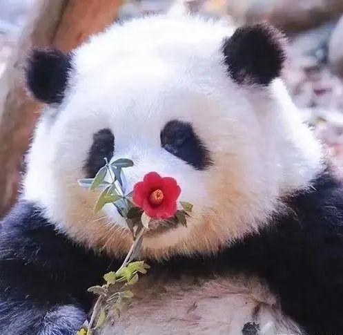 熊猫吃花花蜜瓜,花花蜜瓜的甜蜜诱惑