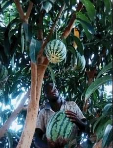 在树上吃瓜,夏日里的悠闲时光