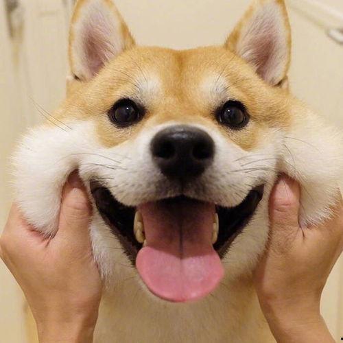 愣住吃瓜狗头像,愣住吃瓜狗头像引发的潮流现象