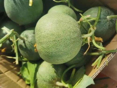 少熙在线吃瓜,揭秘娱乐圈幕后故事