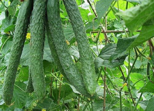 带你吃瓜的做法